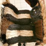 Fiat 500 Peludo 3 150x150