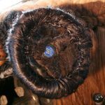 Fiat 500 Peludo 5 150x150