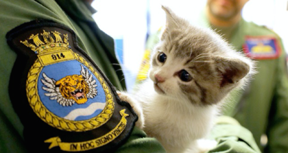 Por qué este gatito protagoniza el calendario de los marines