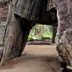 secuoya-t´únel octubre de 2016