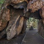 secuoya-túnel de California