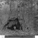 Pioneer Cabin Tree a inicios del siglo XIX