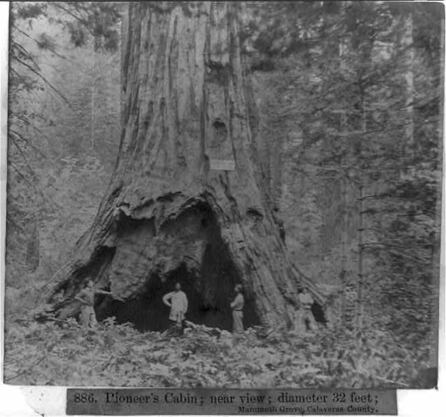 Pioneer Cabin Tree a inicios del siglo XIX