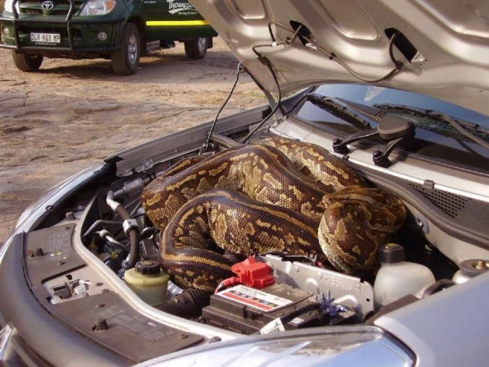 python-in-car-engine-s960x720-430749-1020