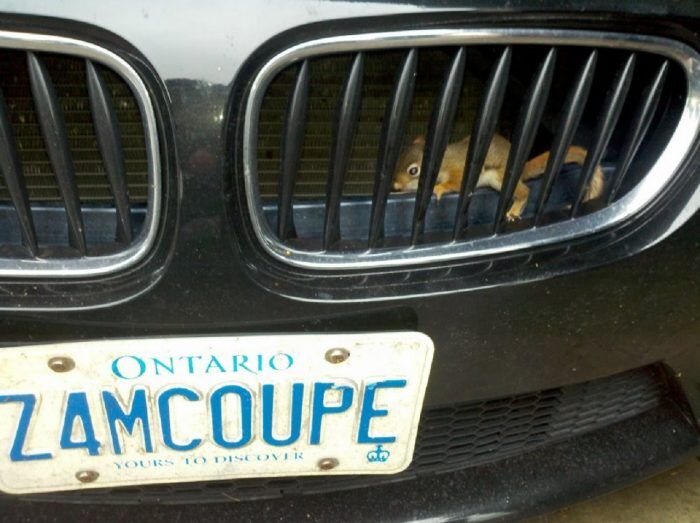 six-baby-squirrels-rescued-from-bmw-s1600x1195-430756-1020