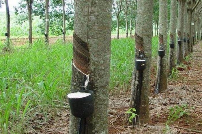 extracción del caucho