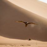 Bentley Bentayga Falconry By Mulliner 17 150x150