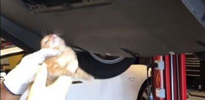 ¿Dónde se mete un gato para calentarse en un coche eléctrico?