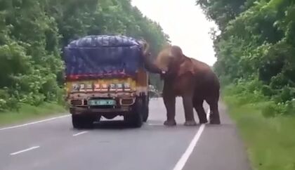 ¡Qué animal! Este hambriento elefante paró un camión para robarle patatas