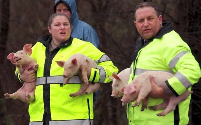 Truck Hauling Piglets Overturns In Raleigh 700x437