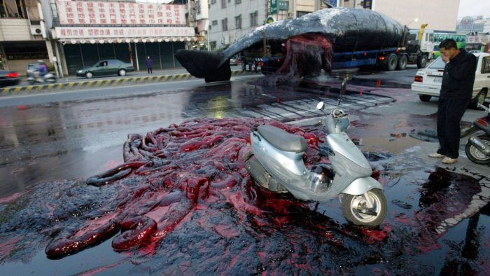 Whale Tainan1 700x394