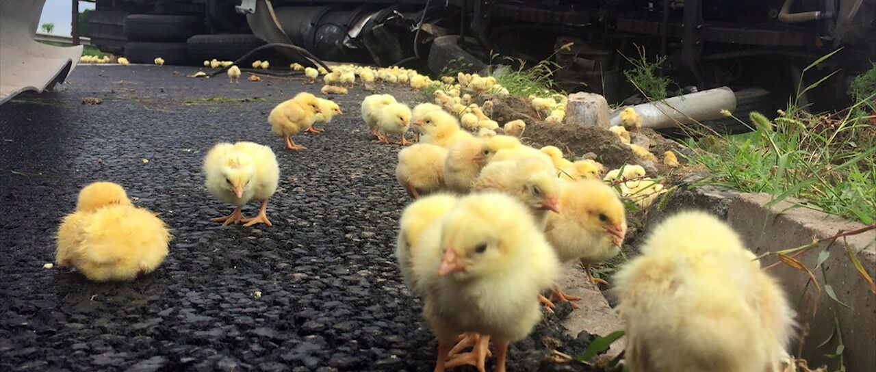 Todas las noticias de coches en un solo portal: Pruebas, fotos, vídeos, informes...