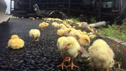 Las pérdidas de carga de camiones más curiosas (edición animal)