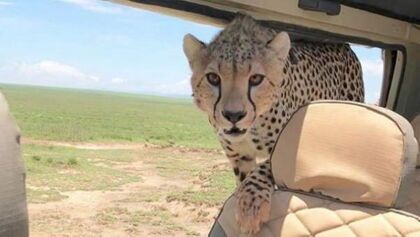 Mantén la calma, un guepardo se ha metido en tu Jeep