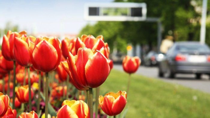 Coche Primavera 700x394