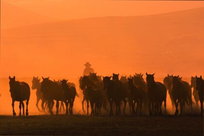 ¿Sabes por qué la potencia de un coche se mide en caballos?