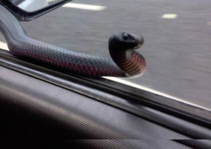 ¿Qué harías si aparece una serpiente en tu coche?