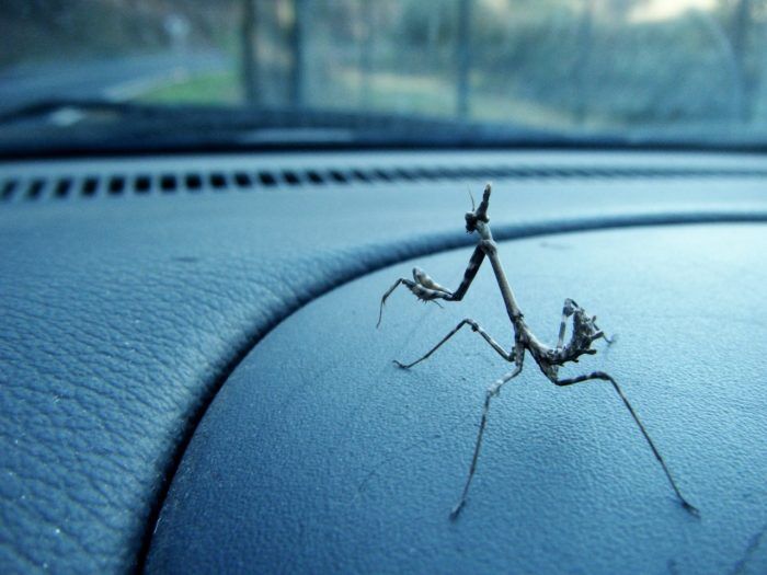 Insecto Coche 2 700x525