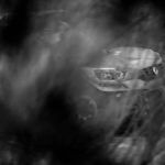 Rexton DKR Exteriores 6 150x150