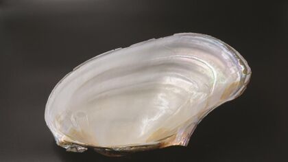 ¿Y si el nácar fuese la próxima fibra de carbono? (por mucho menos dinero)