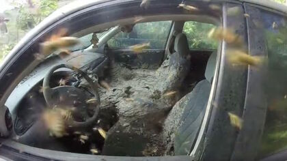 Cuando tu coche se convierte en la madre de todos los avisperos