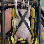 Cerdos Vivos Crash Test 1 150x150