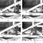 Cerdos Vivos Crash Test 3 150x150