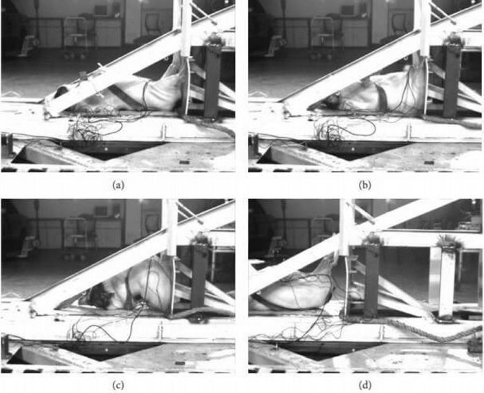 Estos fotogramas muestran a un cerdo vivo atado a una tabla de metal y golpeado contra una pared sólida