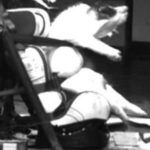 Cerdos Vivos Crash Test 6 150x150