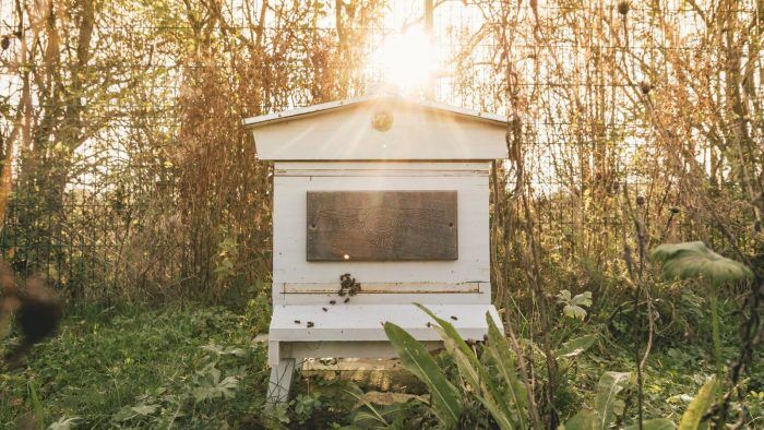 Bentley Casas Para Pajaros Y Murcielagos 1 700x394