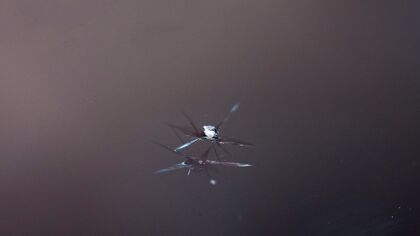 El parabrisas del futuro detectará fisuras y pedirá cita para repararlas