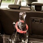 Ford Perro De Hielo 2 150x150