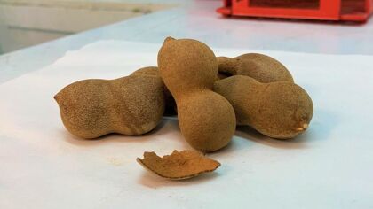 ¿Y si la cáscara del tamarindo puede servir para almacenar energía en un coche eléctrico?