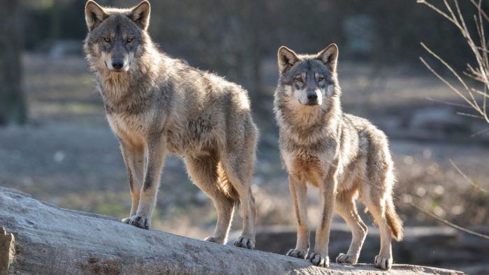 Lobos Carreteras 700x394