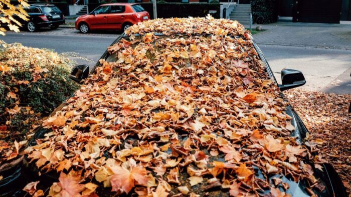 Hojas En El Coche 1 700x394