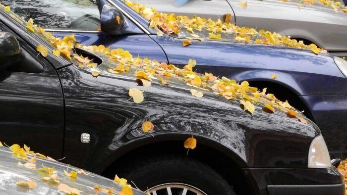 Hojas En El Coche 4 700x394