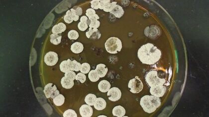 Este biocombustible producido por bacterias tiene mayor densidad de energía que el combustible para aviones