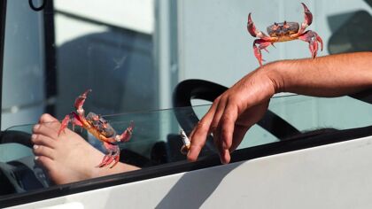 ¿Puede ser una batería de marisco igual de buena que la de litio?