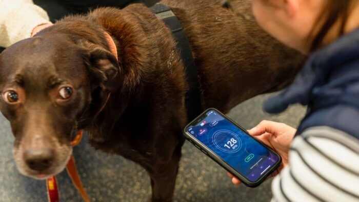 Perro Coche Electrico 1 700x394