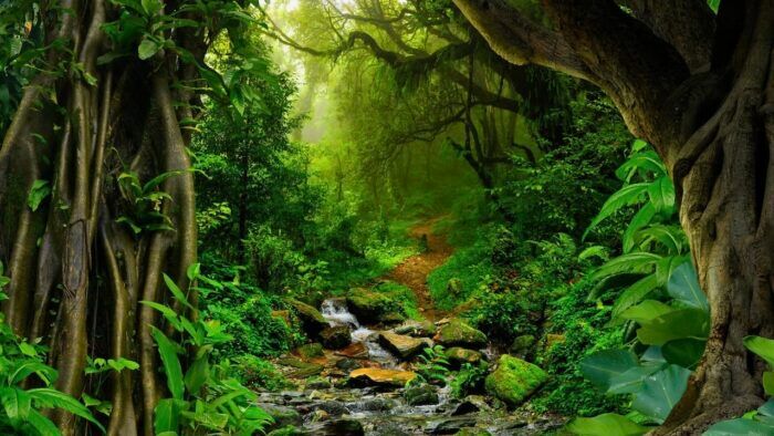 Bosque Amazonas 700x394