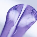 Bugatti W16 Mistral Caroline 11 150x150